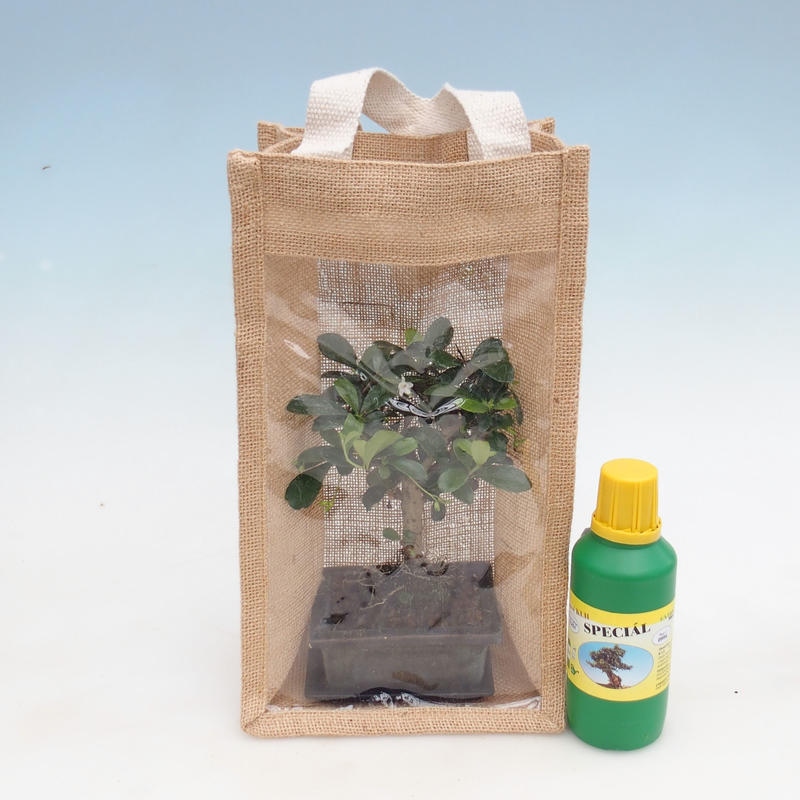 Zimmer Bonsai in einer Geschenktüte - JUTA