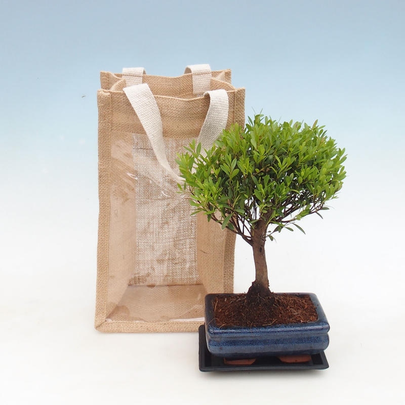 Zimmer Bonsai in einer Geschenktüte - JUTA