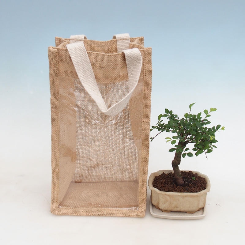 Zimmerbonsai in Geschenktüte - JUTA Ulmus parvifolia-Zimmer-Ulme