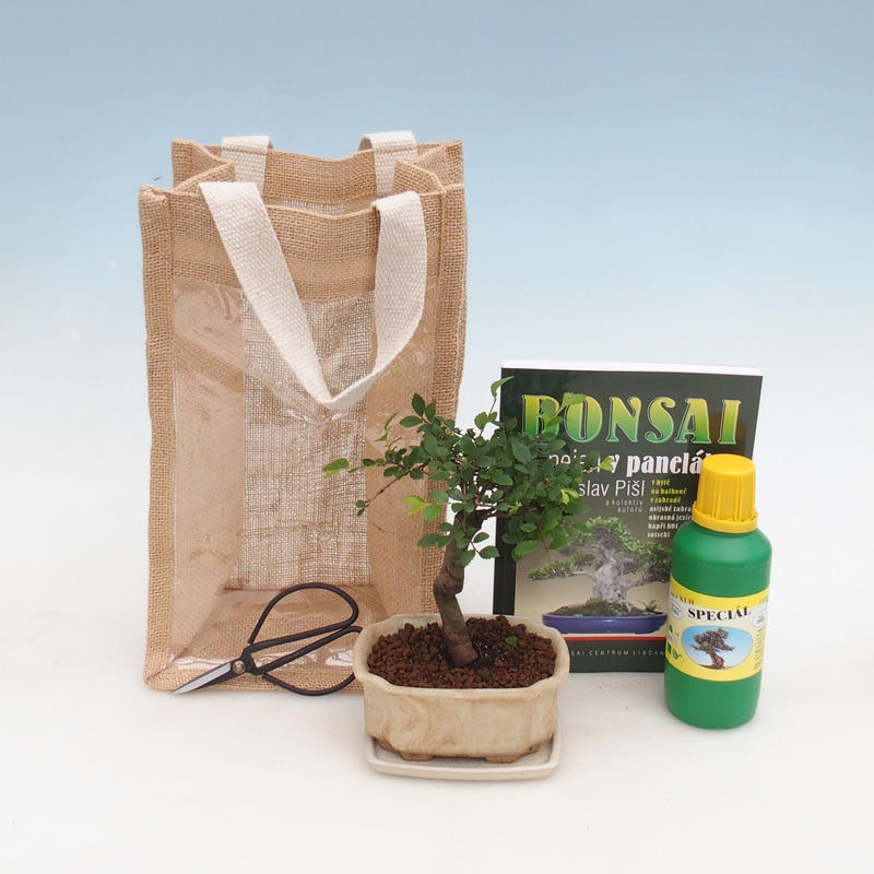 Zimmerbonsai in Geschenktüte - JUTA Ulmus parvifolia-Zimmer-Ulme