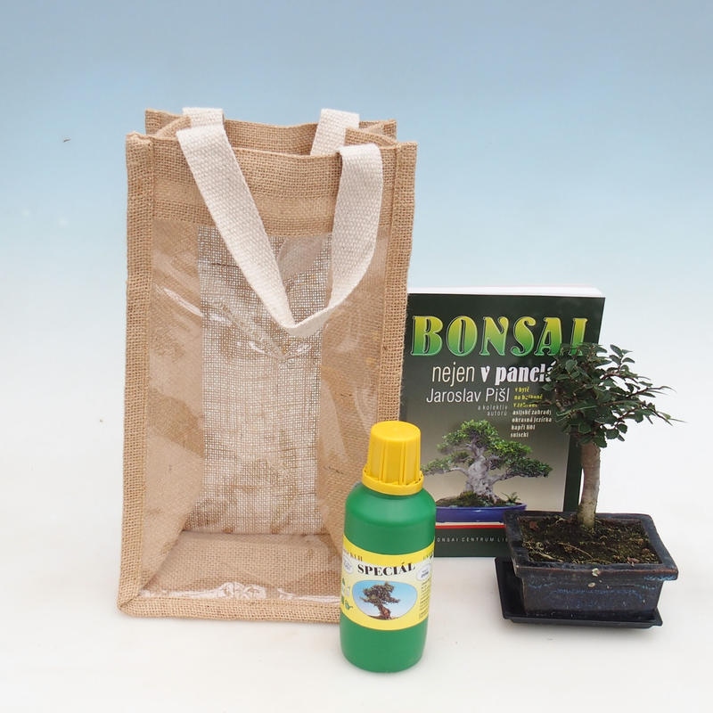 Zimmerbonsai in Geschenktüte - JUTA Ulmus parvifolia-Zimmer-Ulme