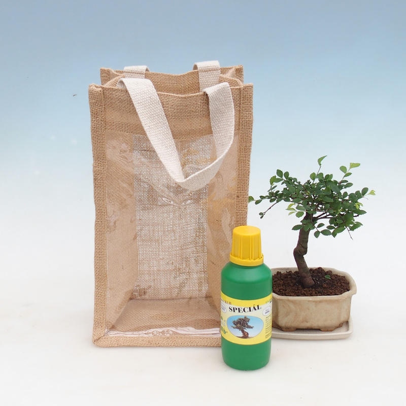 Zimmerbonsai in Geschenktüte - JUTA Ulmus parvifolia-Zimmer-Ulme