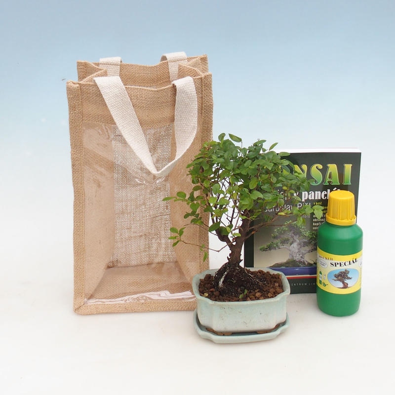 Zimmerbonsai in Geschenktüte - JUTA Sageretia thea