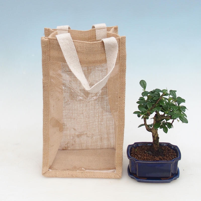 Zimmerbonsai in Geschenktüte - JUTA Carmona-tea fuki