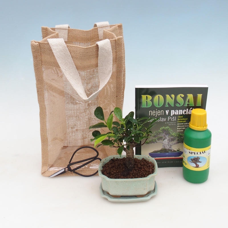 Zimmer Bonsai in einer Geschenktüte - JUTA