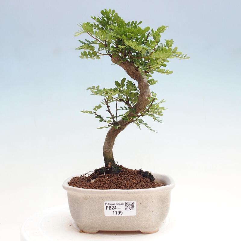Indoor-Bonsai - Zantoxylum piperitum - Pfefferbaum