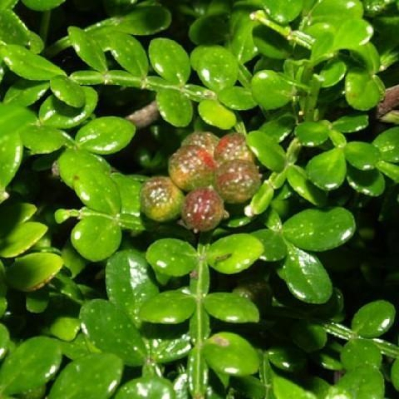 Zimmer Bonsai - Zantoxylum piperitum - Pfefferbaum