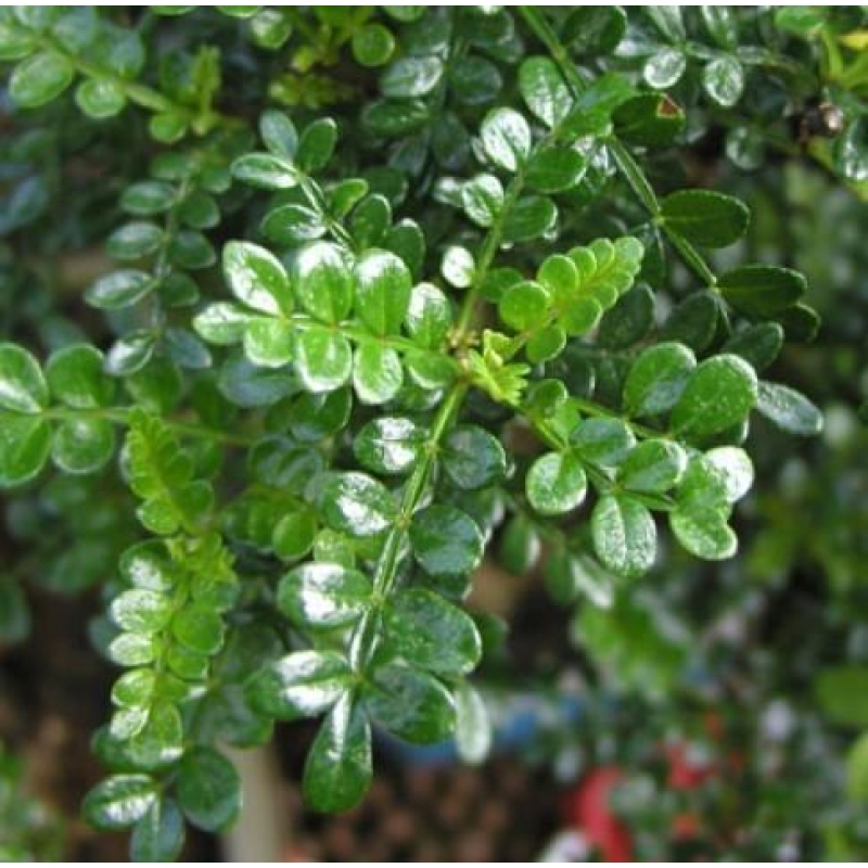 Zimmer Bonsai - Zantoxylum piperitum - Pfefferbaum