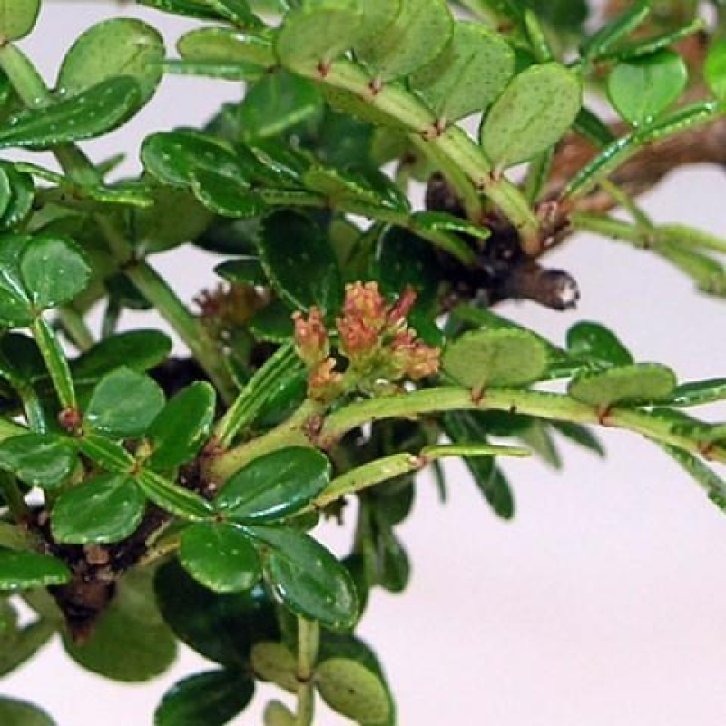 Zimmer Bonsai - Zantoxylum piperitum - Pfefferbaum