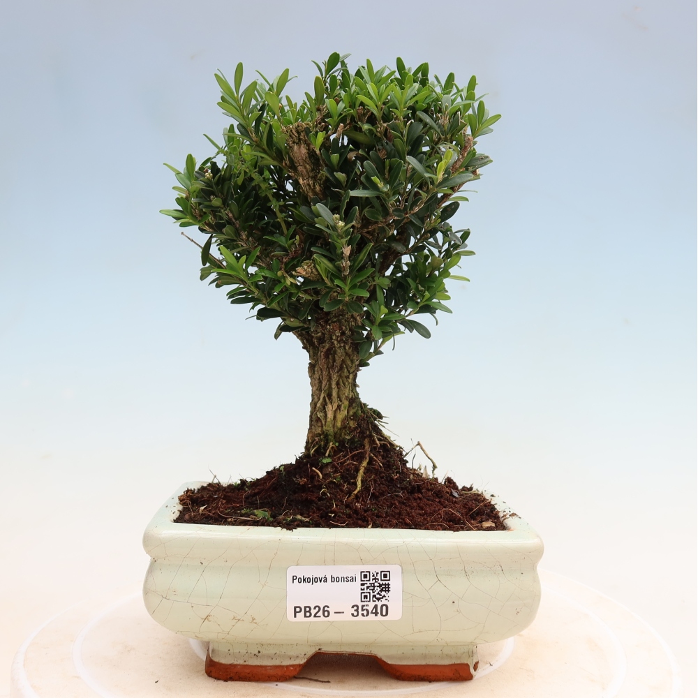 Zimmer Bonsai - Buxus harlandii - Korkbuxus