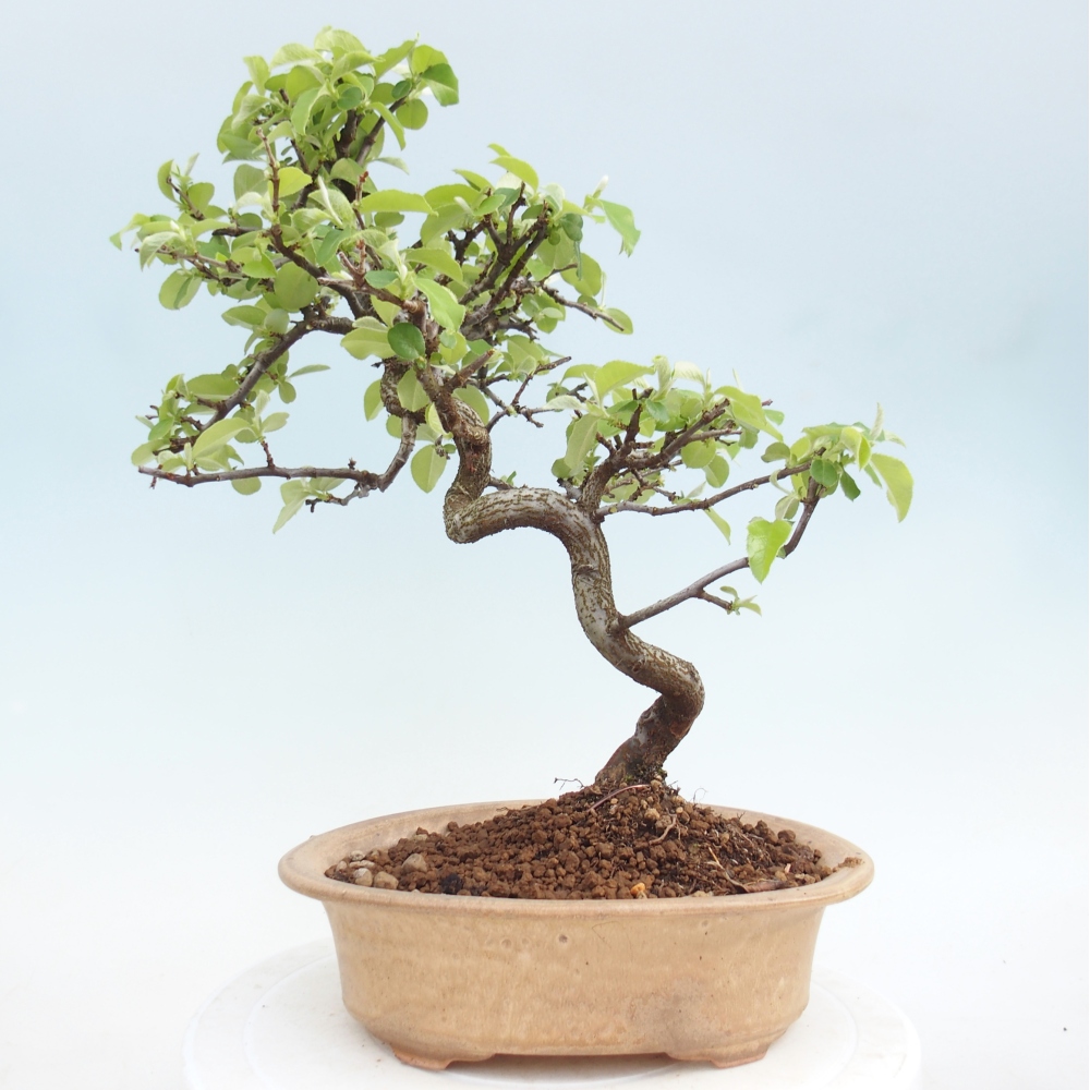 Bonsai für draußen - Chaneomeles chinensis