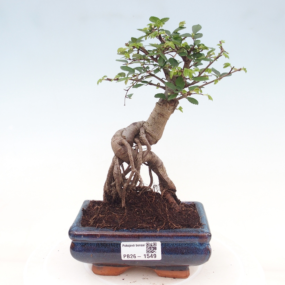 Zimmerbonsai - Ulmus parvifolia - Kleinblättrige Ulme