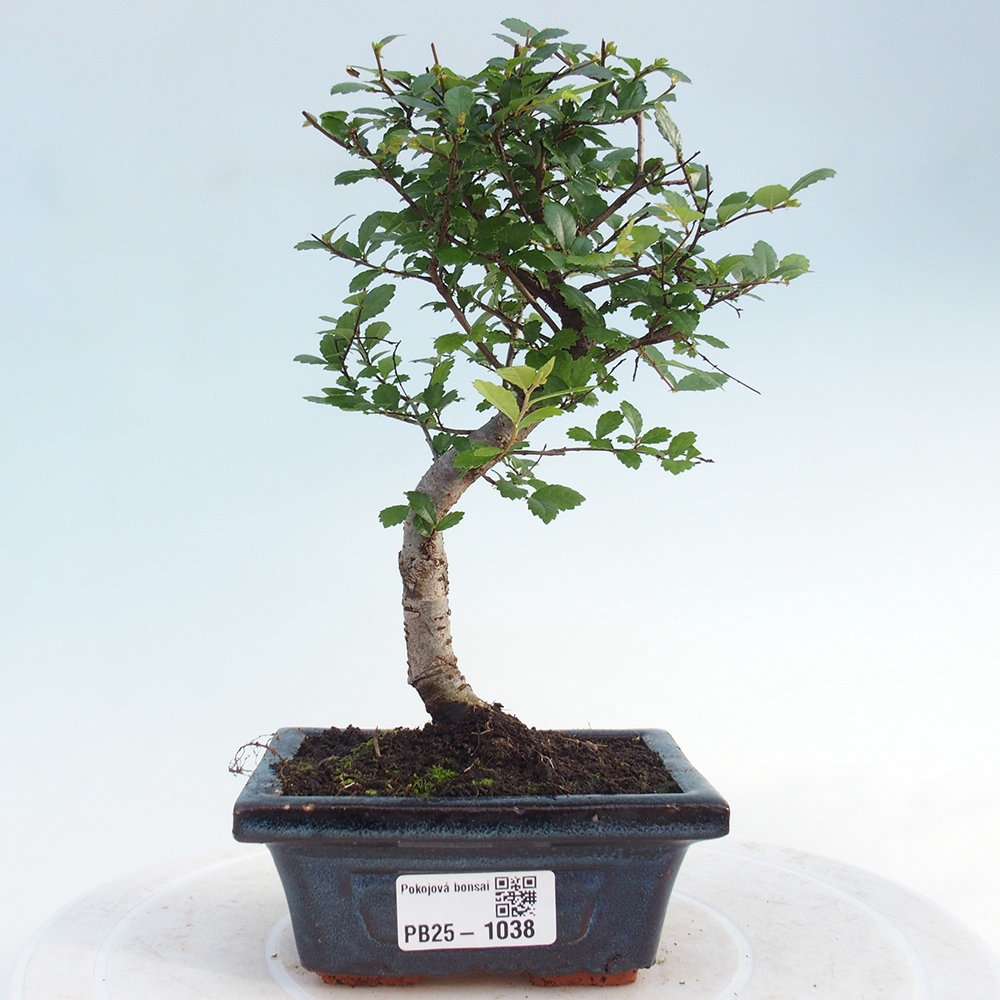 Zimmerbonsai - Ulmus parvifolia - Kleinblättrige Ulme