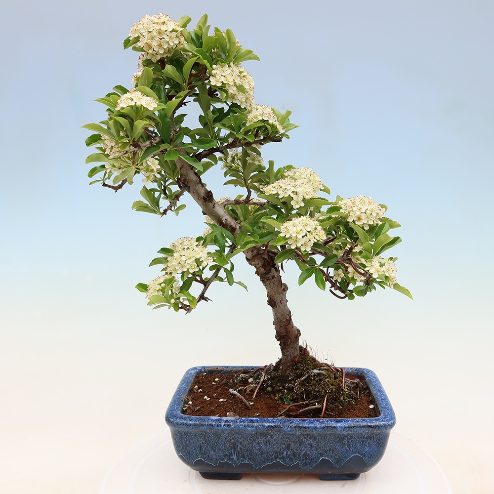 Bonsai für den Außenbereich – Pyracantha teton – Feuerdorn