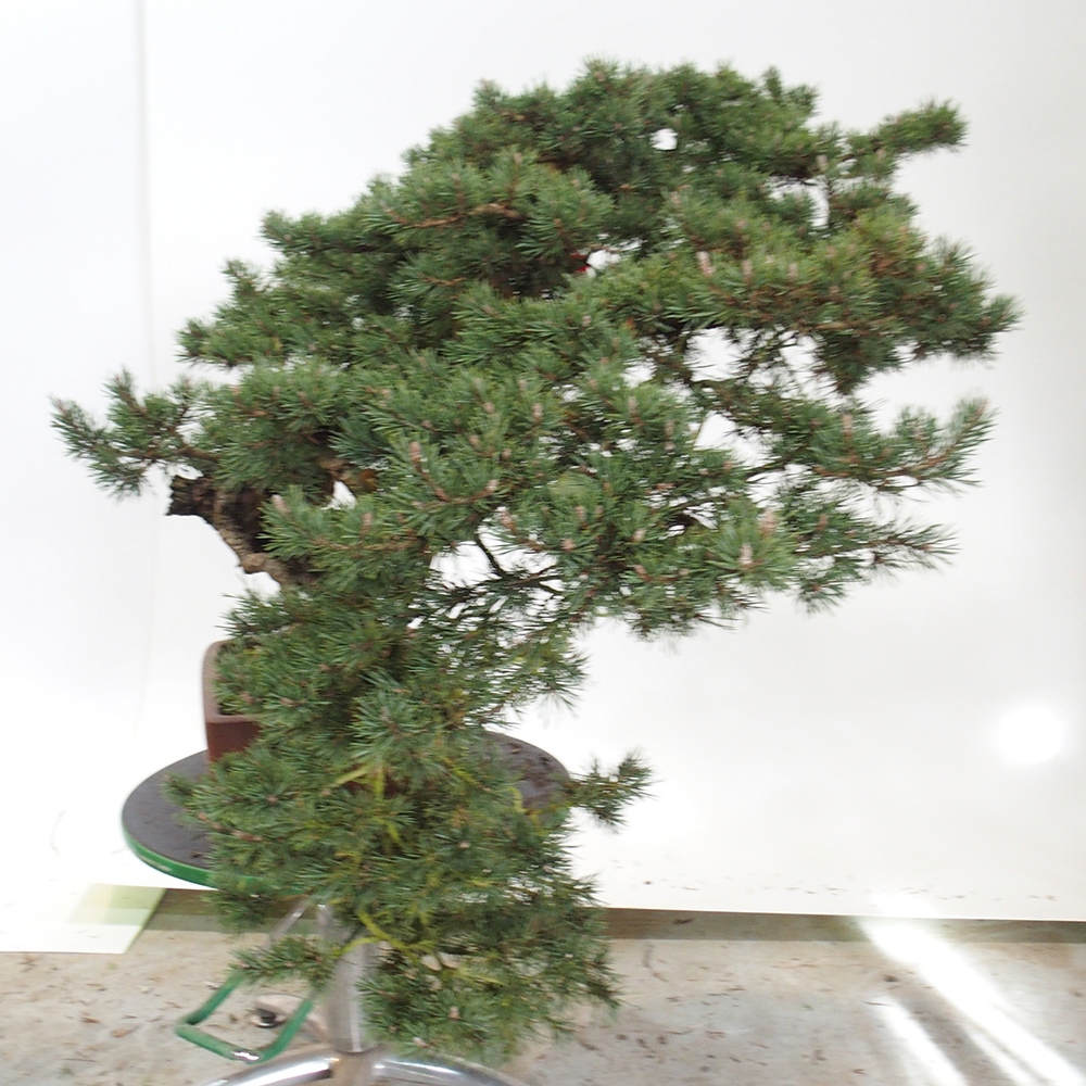 Yamadori - Pinus sylvestris Spanien