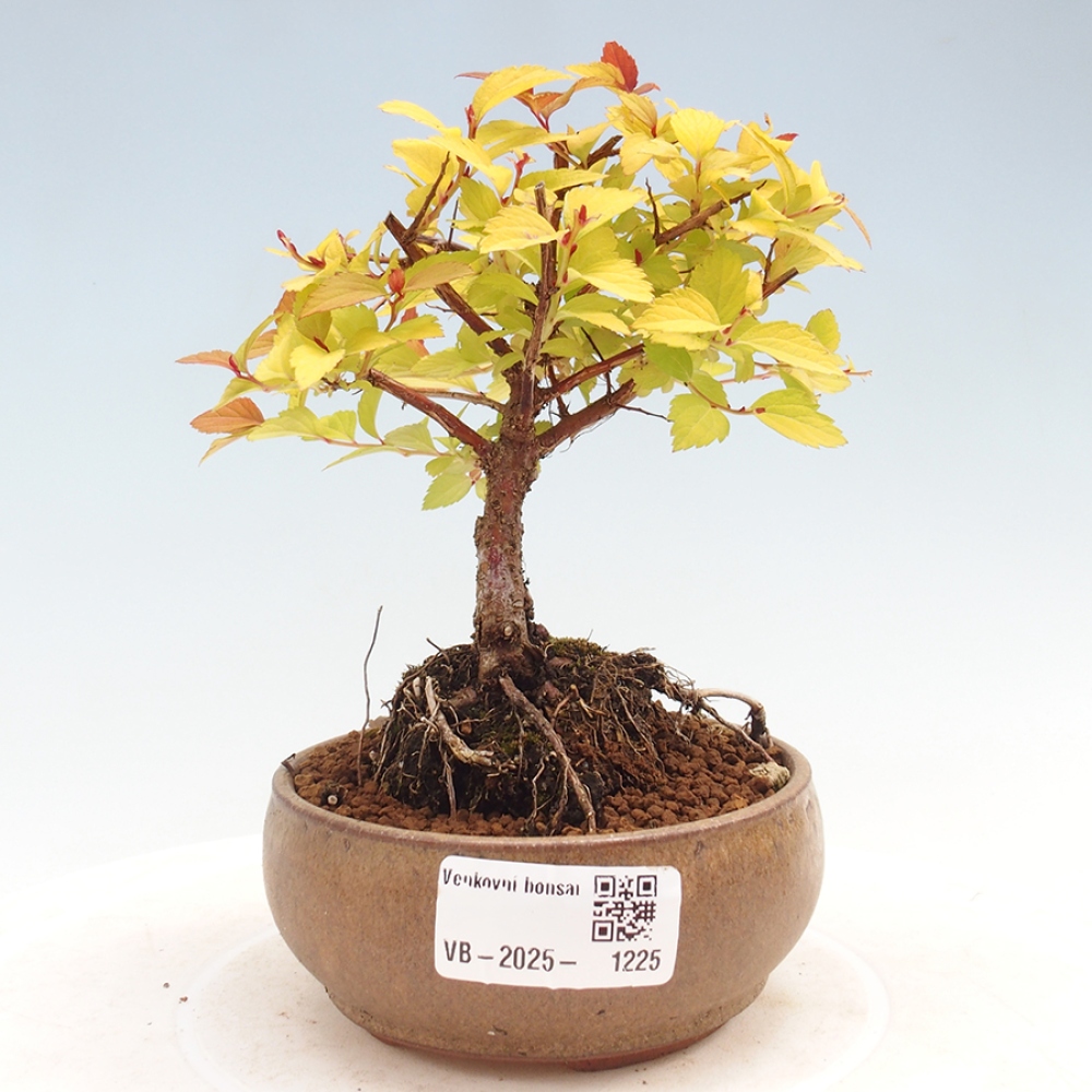 Bonsai im Freien - Spirae Aurea