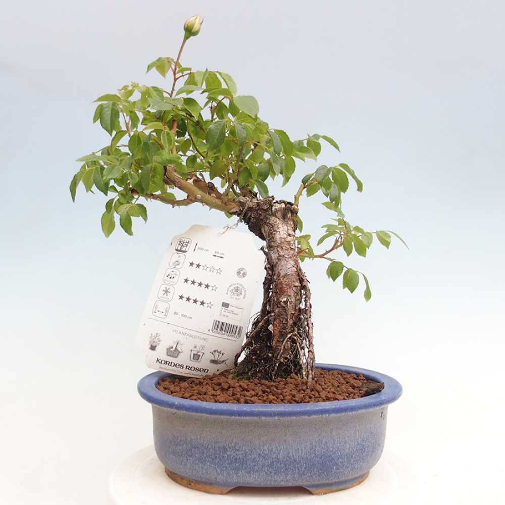 Freilandbonsai - Rosa Kordes -  Rose
