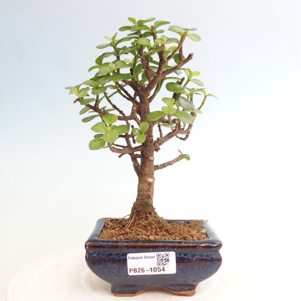 Zimmer Bonsai - Portulakaria Afra - Tlustice