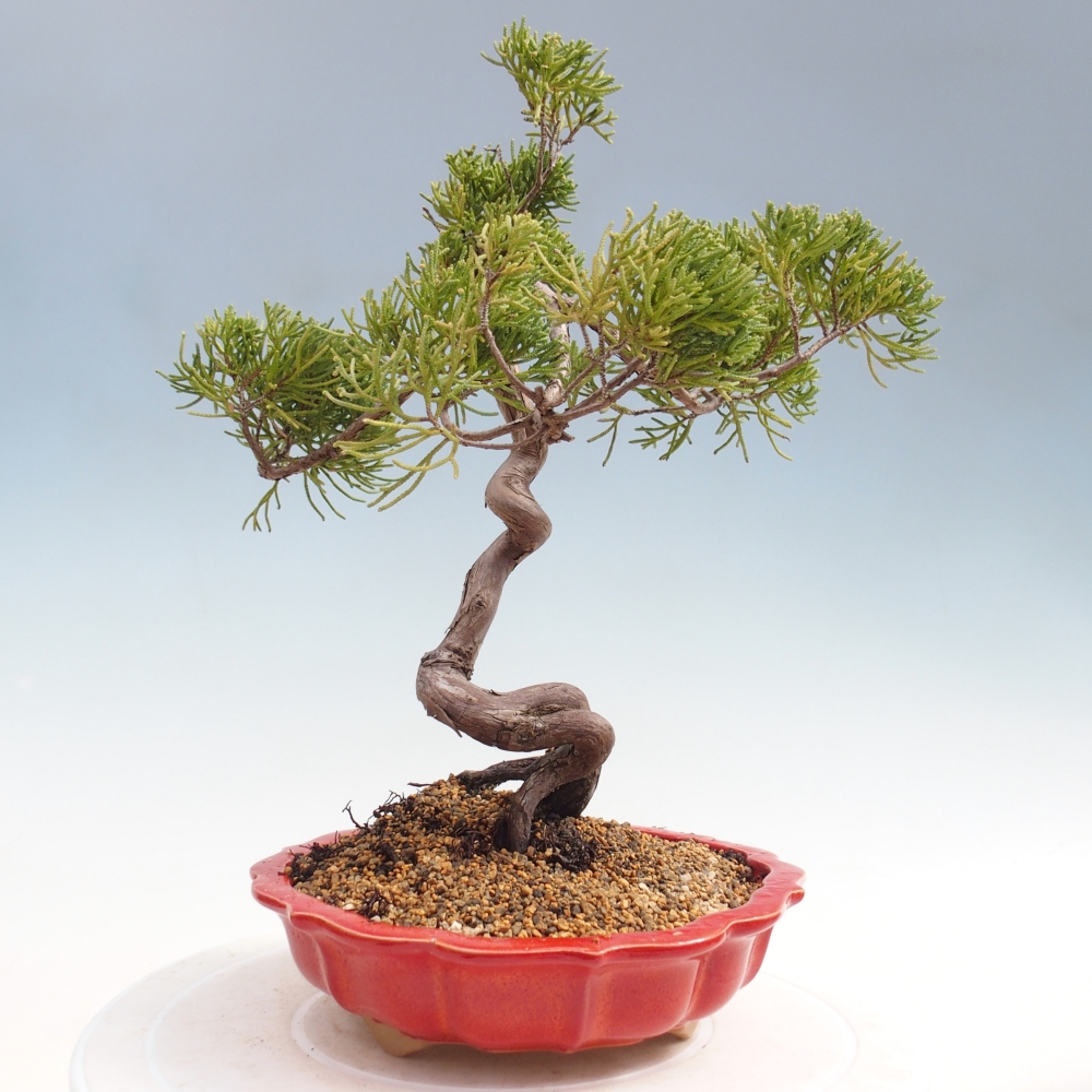 Bonsai für draußen - Juniperus chinensis Kishu