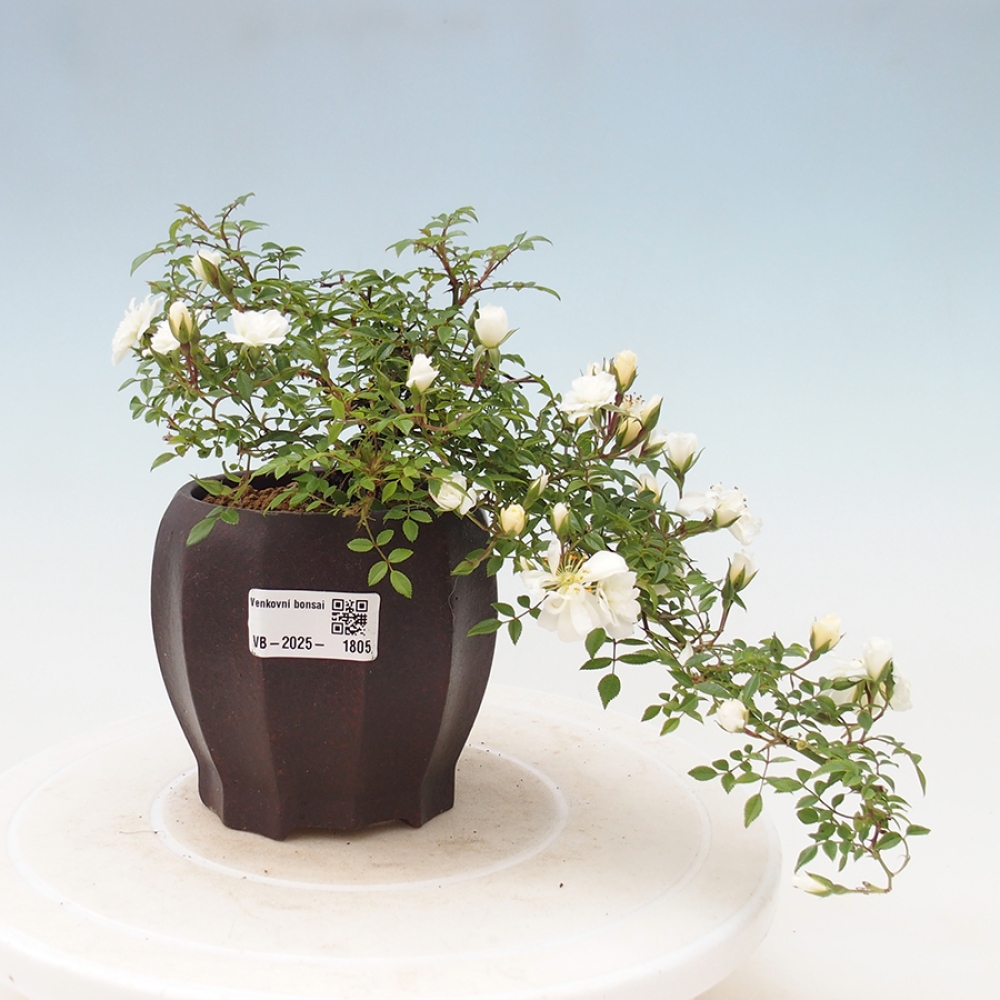 Freilandbonsai - Rosa Sea Foam -  Rose