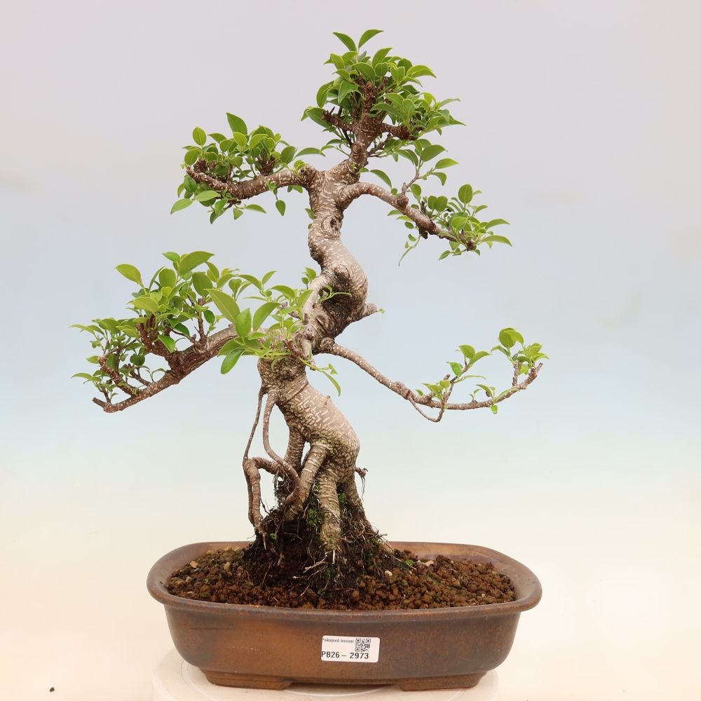 Zimmerbonsai - Ficus kimmen - Kleinblättriger Ficus