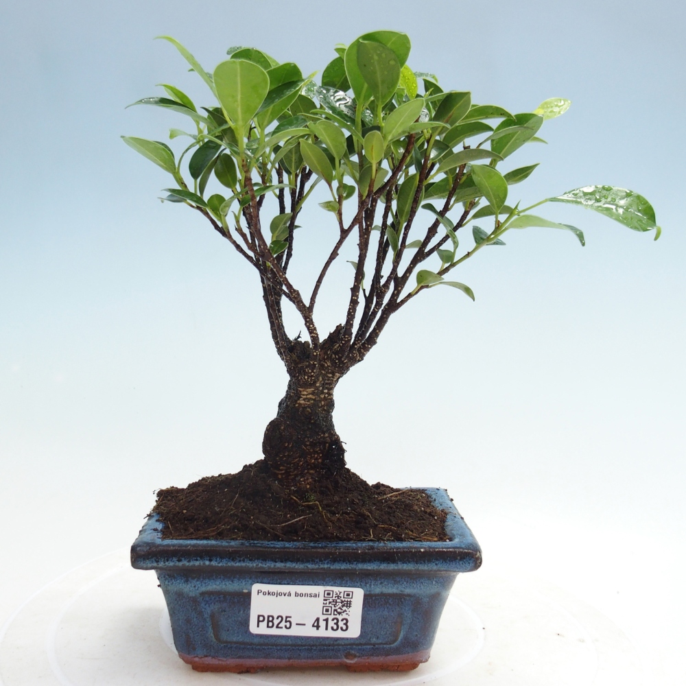 Zimmer Bonsai Ficus retusa kimmen