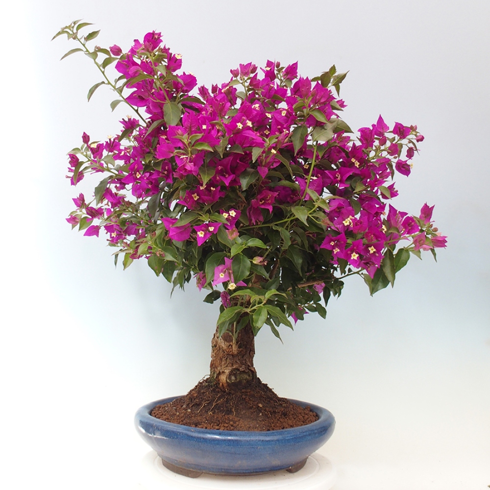 Indoor Bonsai - Bouganwilea
