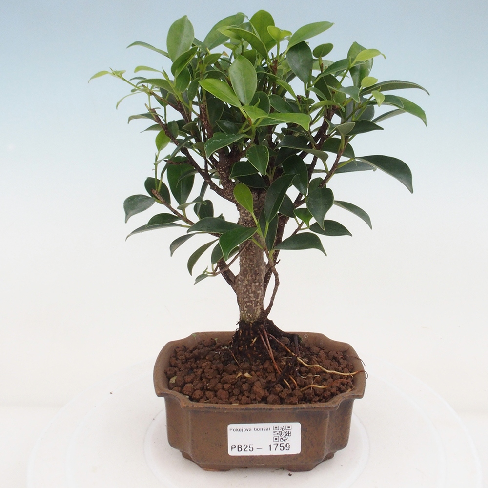 Zimmerbonsai - Kleinblättriger Ficus - Ficus kimmen