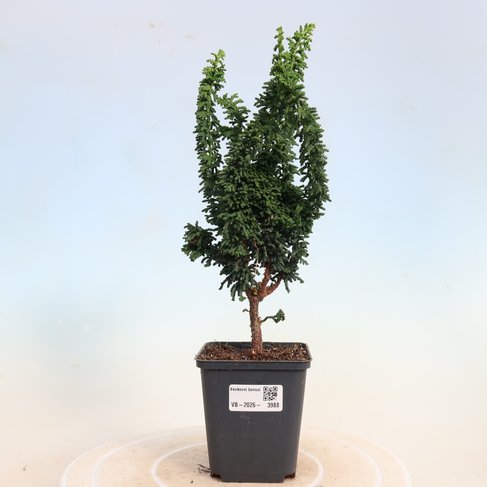 Bonsai für draußen - Cham. obtusa SEKKA HINOKI - Zypresse