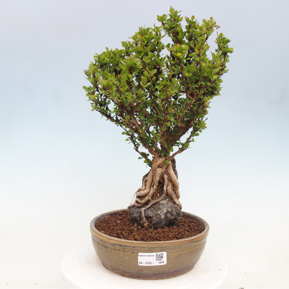 Bonsai für draußen - Berberis coreana