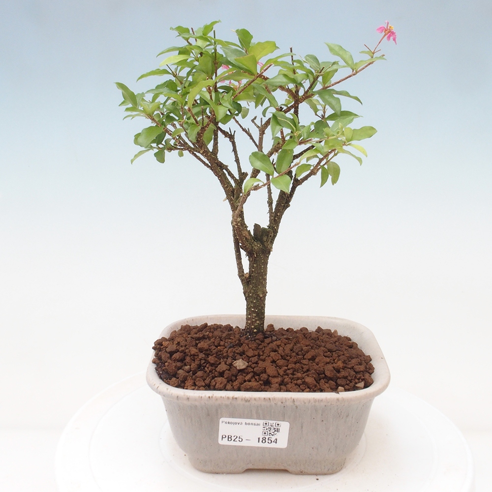 Zimmerbonsai - Malpighia coccigera - Barbdor-Kirsche