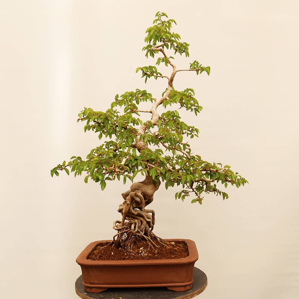 Bonsai im Freien - Carpinus Coreana - Koreanische Hainbuche