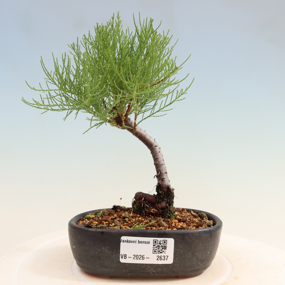 Bonsai für draußen - Tamariske - Tamarix