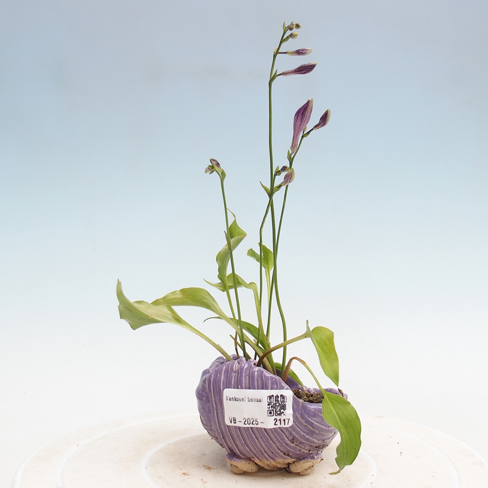 Bonsai im Freien - Mini Hosta - Göttin