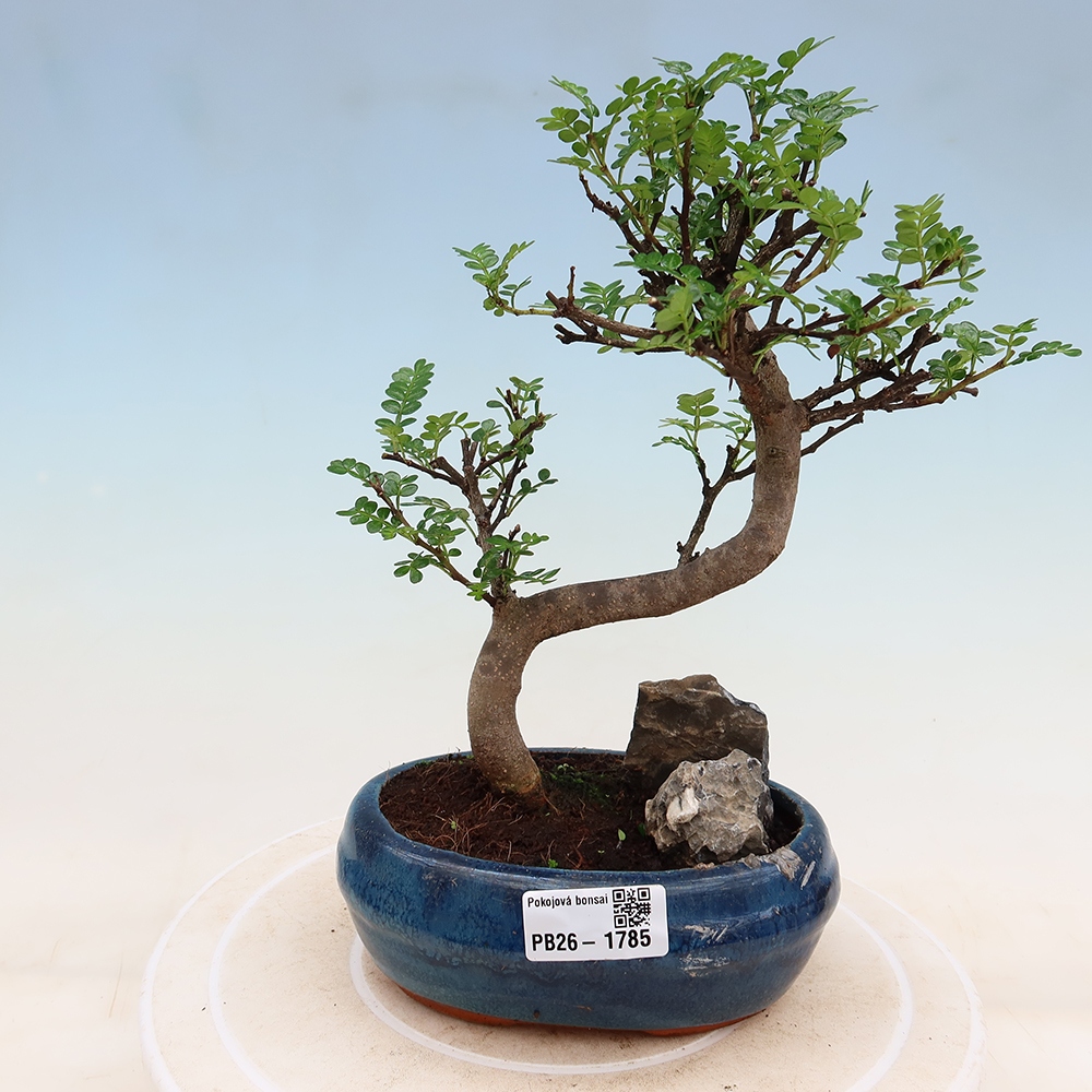 Zimmer Bonsai - Zantoxylum piperitum - Pfefferbaum