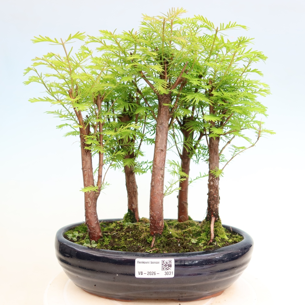 Bonsai für den Außenbereich – Metasequoia glyptostroboides – Chinesische Metasequoia – Wäldchen