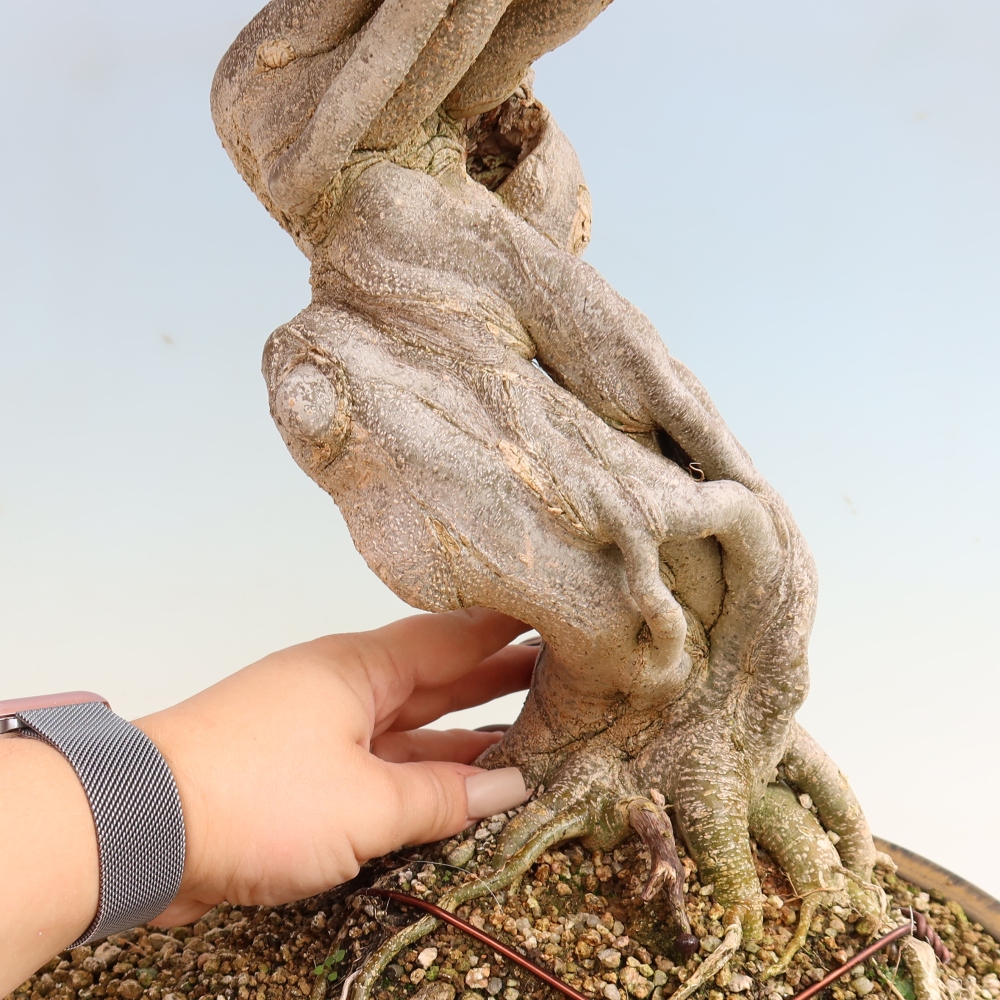Bonsai für draußen - Acer Buergerianum - Bergahorn