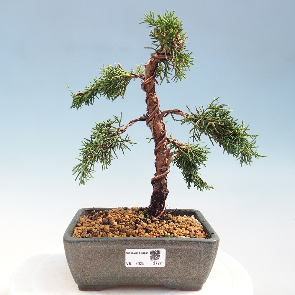 Bonsai im Freien - Juniperus chinensis Kishu - Chinesischer Wacholder