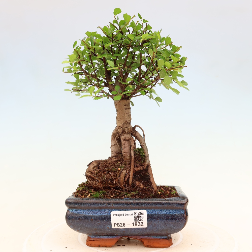 Zimmerbonsai - Ulmus parvifolia - Kleinblättrige Ulme