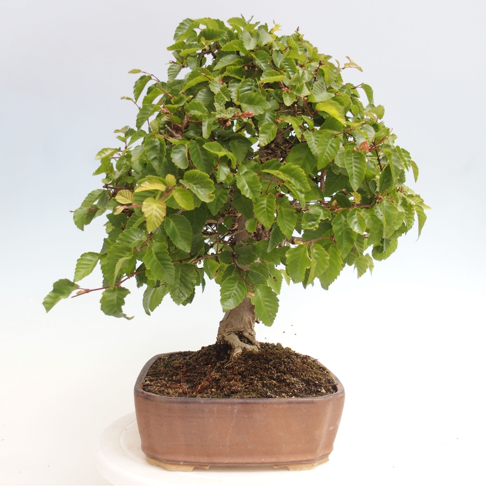 Bonsai im Freien -Carpinus CARPINOIDES - Koreanische Hainbuche