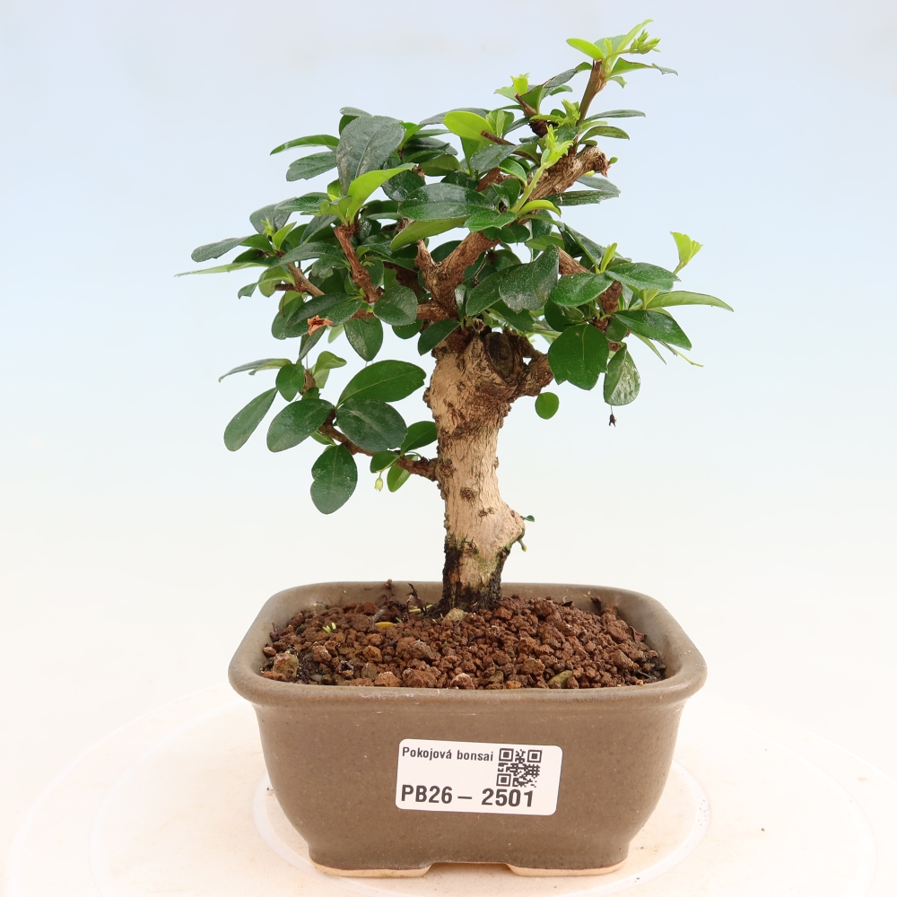 Zimmer-Bonsai - Carmona macrophylla - Tee-Fuki