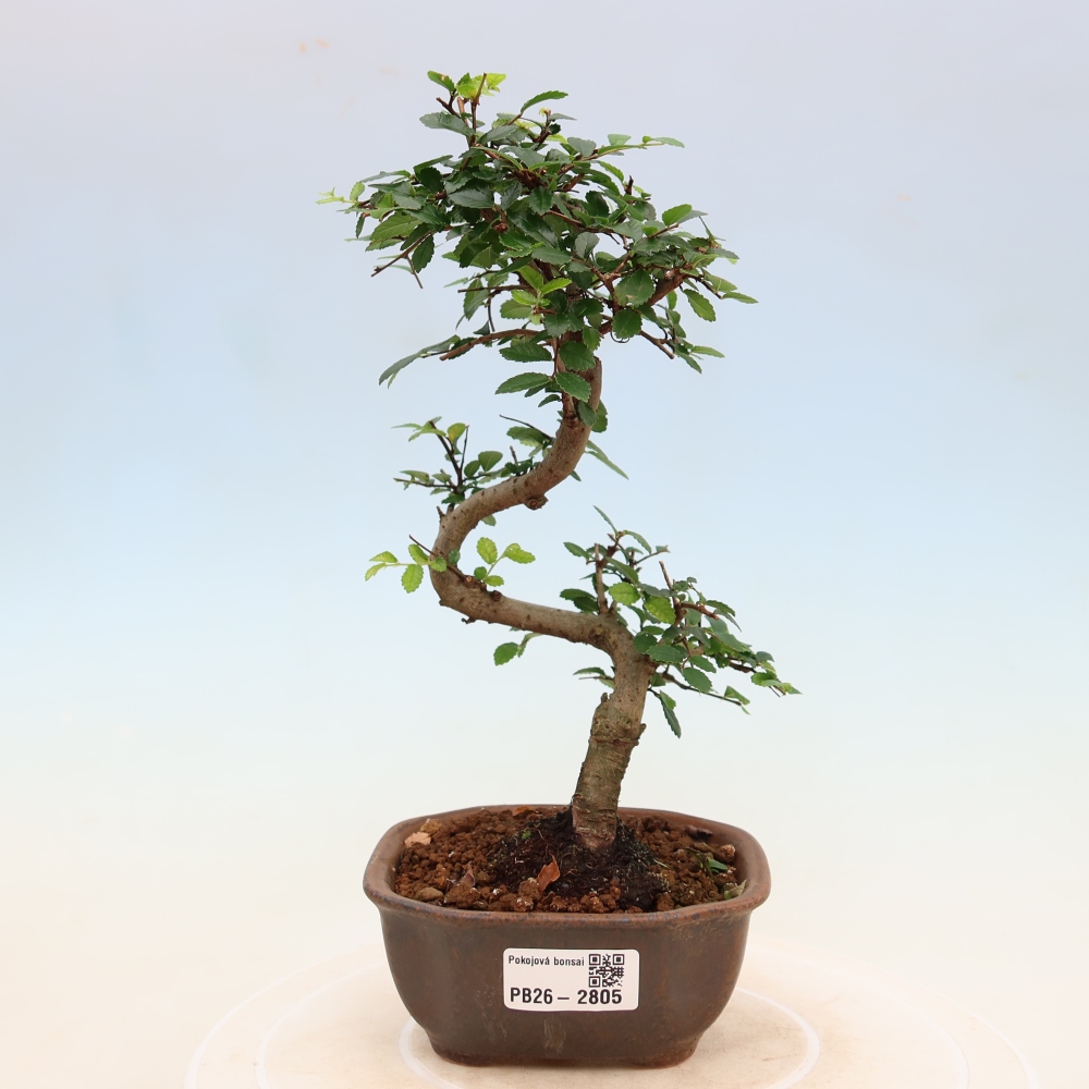 Zimmerbonsai - Ulmus parvifolia - Kleinblättrige Ulme