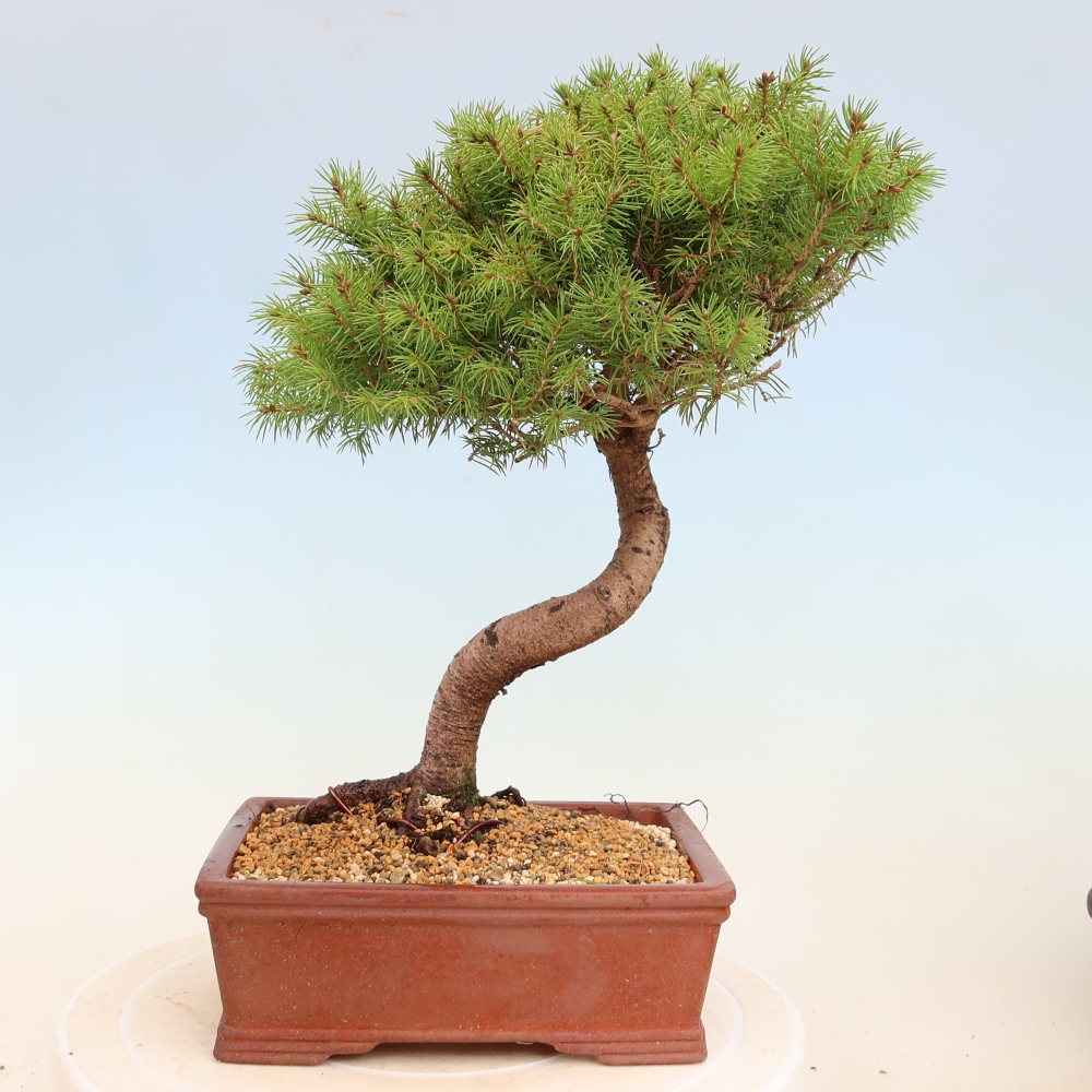 Bonsai für draußen - Fichte - Picea glauca globe