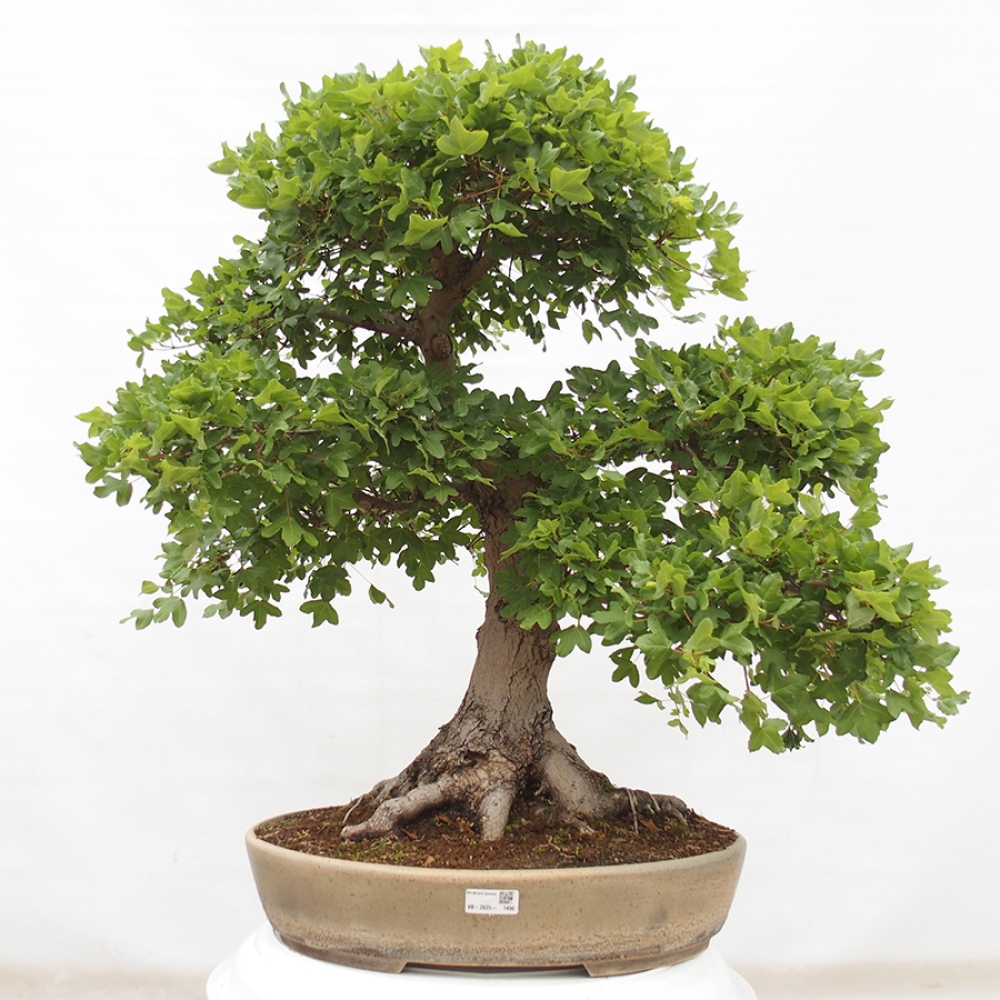 Bonsai im Freien - Französischer Ahorn - Acer Nonspessulanum