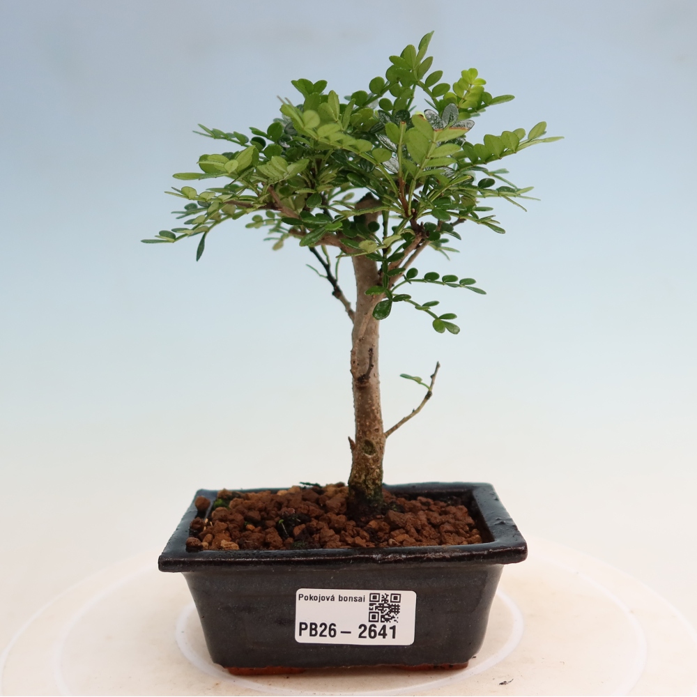 Zimmer Bonsai - Zantoxylum piperitum - Pfefferbaum
