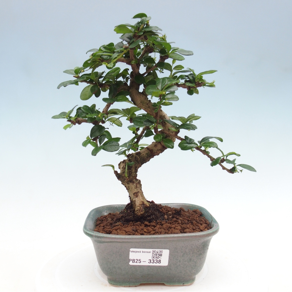 Zimmerbonsai - Carmona Macrophylla - Fuki-Tee