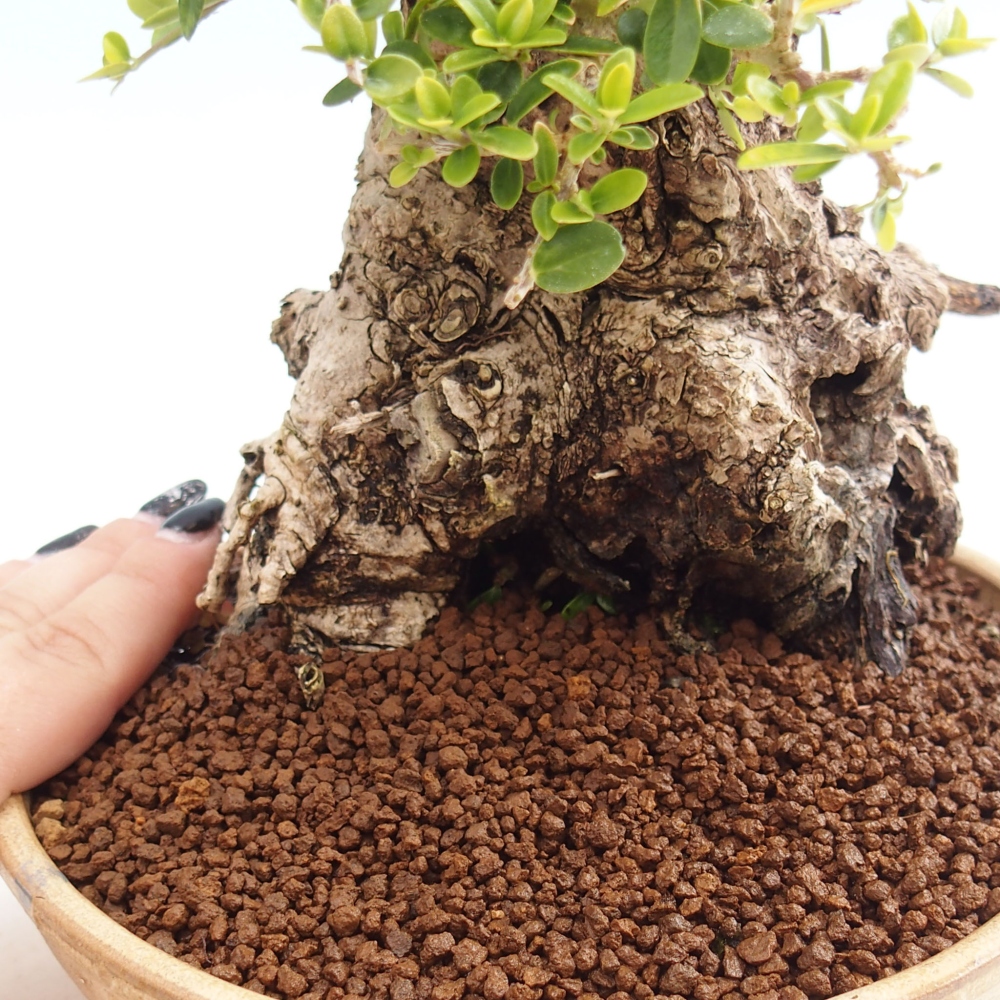 Indoor-Bonsai - Olea europaea sylvestris - Europäisches kleinblättriges Olivenöl