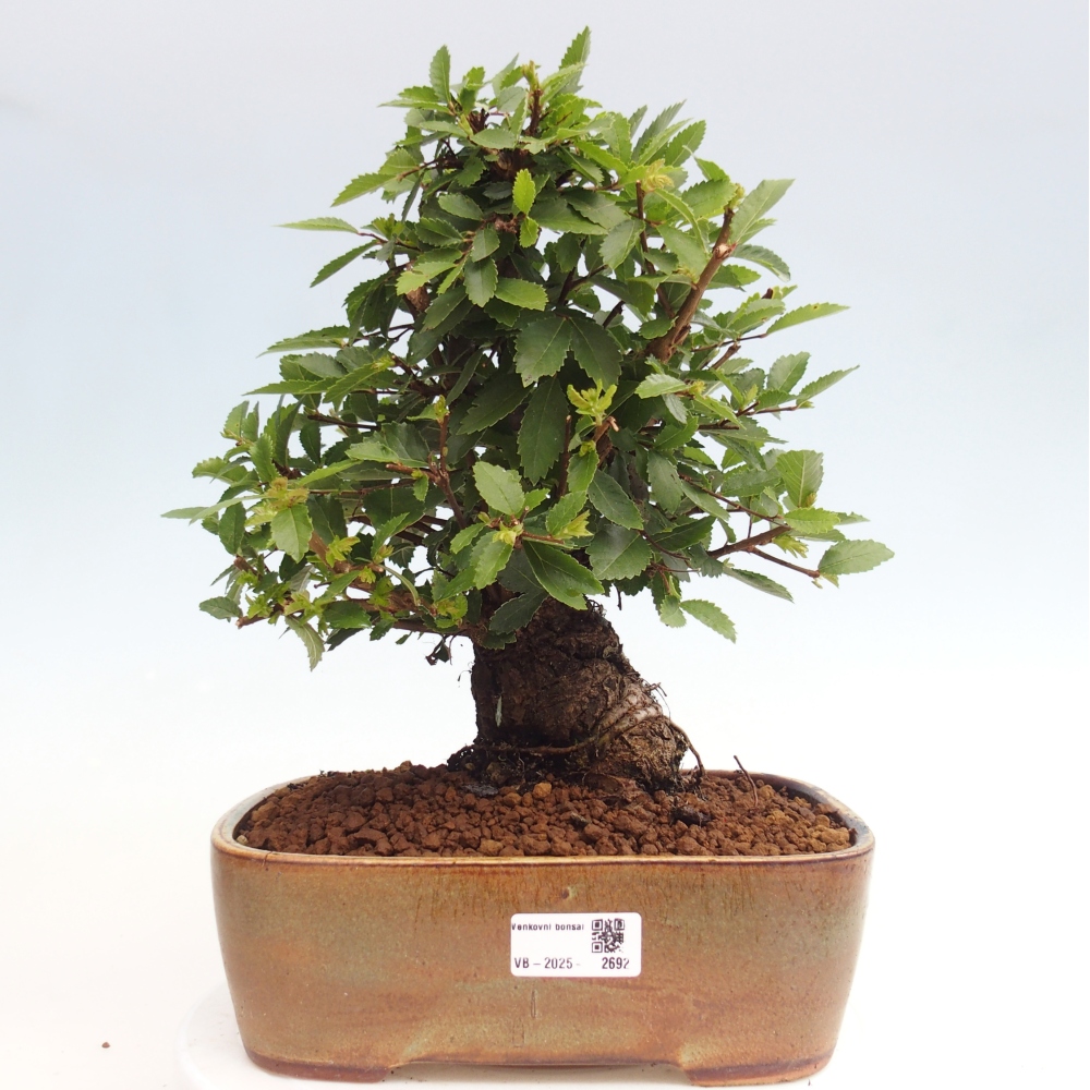Bonsai im Freien - Zelkova - Zelkova NIRE