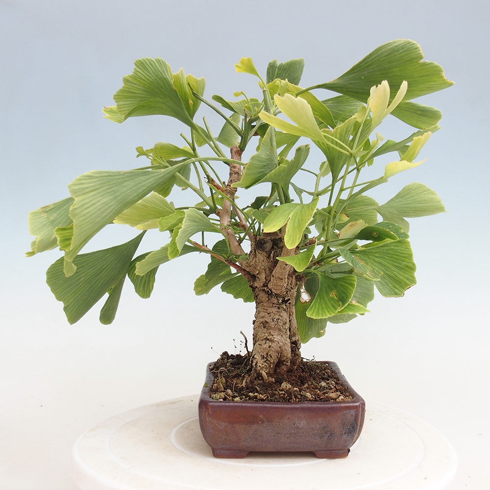 Bonsai im Freien - Jinan biloba - Ginkgo biloba