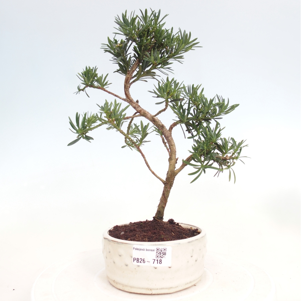 Zimmerbonsai - Podocarpus - Stein-Eibe